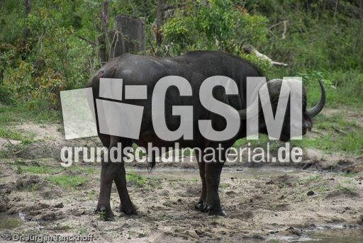 Afrikanischer Büffel (50 von 102).jpg